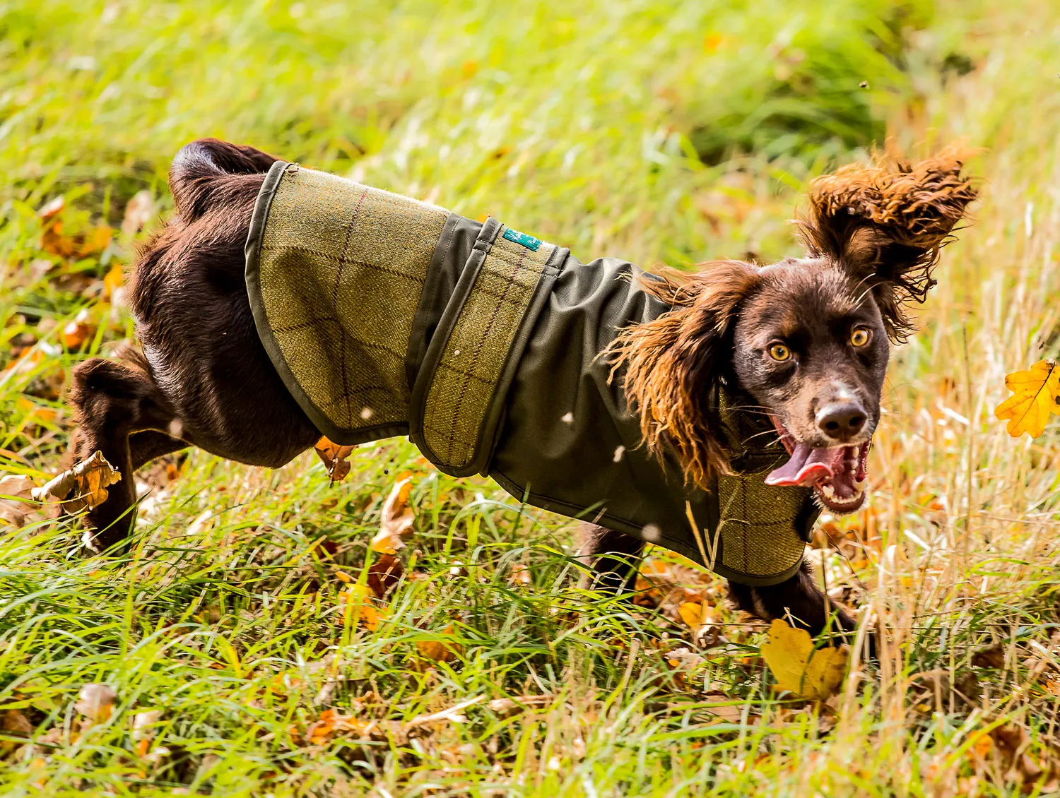 Alan Paine Tweed Dog Coat